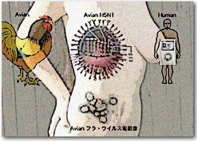 Hot Avian Flu Pix